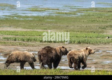 Im abgelegenen McNeil River Wildlife Refuge, das am 18. Juni 2023 auf der Halbinsel Katmai in Alaska stattfindet, laufen zwei jähzornige Braunbären neben ihrer Bärenmutter. Der abgelegene Ort ist nur mit einer speziellen Genehmigung zugänglich und enthält die weltweit größte saisonale Population von Braunbären. Stockfoto