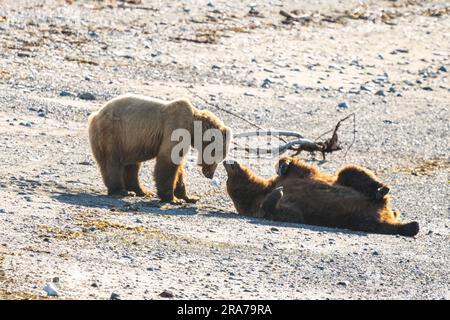 Im abgelegenen McNeil River Wildlife Refuge am 18. Juni 2023 auf der Katmai-Halbinsel, Alaska, spielen zwei junge Braunbären gemeinsam an der Spieße. Der abgelegene Ort ist nur mit einer speziellen Genehmigung zugänglich und enthält die weltweit größte saisonale Population von Braunbären. Stockfoto