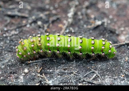Helle grüne Kaiser motte Caterpillar (Saturnia pavonia Larve), Großbritannien Stockfoto
