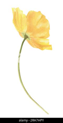 Mohnblume handgezeichnet in Aquarell. Blumenelement auf weißem Hintergrund zum Erstellen von Postkarten, Mustern und Verpackungen. Stockfoto