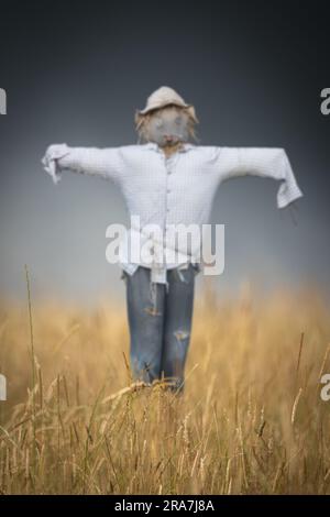 Eine Vogelscheuche in einem Weizenfeld an Einem stürmischen Tag mit geringer Fokustiefe Stockfoto