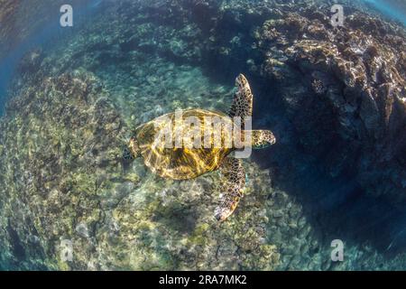Eine grüne Meeresschildkröte, Chelonia mydas, eine vom Aussterben bedrohte Art, gleitet über korallenverkrustete Lavaformationen vor Maui, Hawaii. Stockfoto