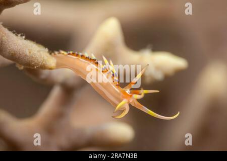 Eine aeolide Nudibranch, Caloria indica, fotografierte den Durchlassstrom für eine Mahlzeit in Fidschi in 50 Fuß Höhe. Stockfoto