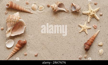 Bannerkonzept Strandurlaub Sommer. Muscheln und Seesterne liegen auf dem Sand, Draufsicht, flach liegend, Kopierraum Stockfoto