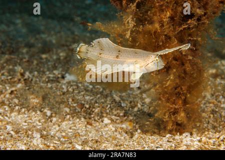 Die junge Pfau-Rasierklinge, Iniistius pavo, wird sich beim Schwimmen drehen und biegen, um ein treibendes Blatt zu imitieren, Hawaii. Stockfoto