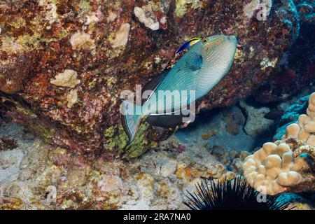 Schwarzer Triggerfisch, Melichthys niger, hat normalerweise eine dunkelschwarze Farbe, kann aber unter bestimmten Umständen ihren Farbton ändern. Sie werden auch als schwarzes d bezeichnet Stockfoto