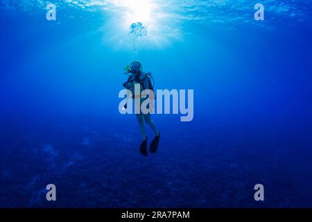 Taucher (MR) mit Licht und Sonnenstrahlen, die durch die Oberfläche vor der Insel Maui, Hawaii, hinunterleuchten. Stockfoto