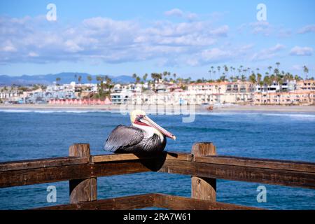 Der braune Pelikan sitzt auf einem Holzsteg am Pier. Im Hintergrund sind der Strand und die Ufergebiete von Oceanside, Kalifornien, unscharf. Stockfoto