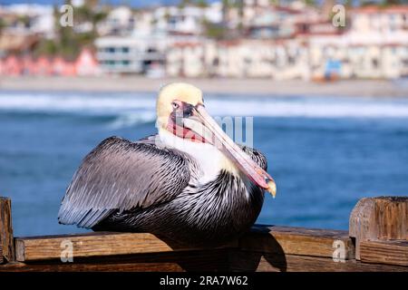 Das California Brown Pelican befindet sich unschlagbar auf einem Holzsteg am Pier vor verschwommenem Hintergrund des Oceanside Beach und der Uferpromenade. Stockfoto