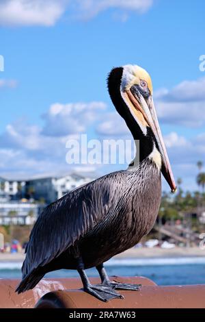 Nahaufnahme des braunen Pelikans am Oceanside Pier, Kalifornien. Stockfoto