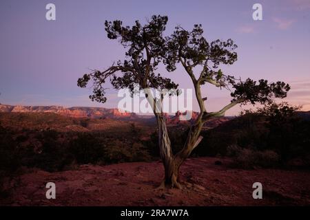 Mit markantem V-förmigem Baum im Vordergrund sehen wir Sedonas berühmte rote Felsen - einschließlich Cathedral Rock - die in den letzten Strahlen des wunderschönen Sonnenuntergangs rot leuchten Stockfoto