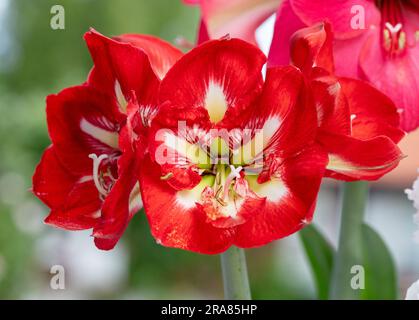 „Design“ Hippeastrum, Amaryllis (Hippeastrum x Hortorum) Stockfoto