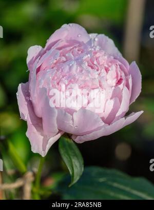 'Morning Kiss' Gemeine Gartenpeonie, Luktpion (Paeonia lactiflora) Stockfoto