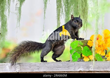 Pacific Grove, Kalifornien, USA. 1. Juli 2023. Schwarzes Eichhörnchen (Otospermophilus beecheyi), um vergrabene Nüsse zu suchen (Kreditbild: © Rory Merry/ZUMA Press Wire), NUR REDAKTIONELLE VERWENDUNG! Nicht für den kommerziellen GEBRAUCH! Stockfoto