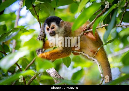 Porträt eines endemischen zentralamerikanischen Eichhörnchenaffen, Saimiri oerstedii, im Corcovado-Nationalpark in Costa Rica Stockfoto