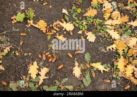 Herbstliche Hintergründe auf dem Waldgrund liegen herbstliche Eichenblätter und reife Eicheln. Quercus robur, gemeinhin bekannt als Petiolateiche, Europäische Eiche Stockfoto