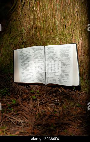 Die Heilige Bibel eröffnete in Psalm 119 im Freien an Baumstümpfen mit Sonnenlicht. Stockfoto