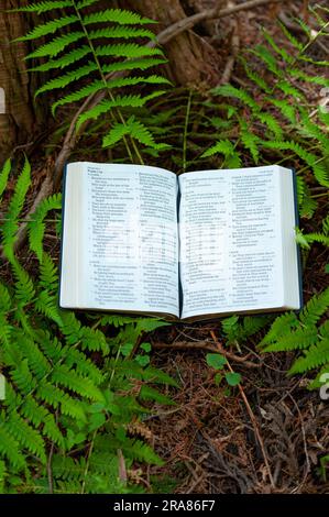 Die Heilige Bibel wurde in Psalm 119 im Freien in grünem Laub eröffnet. Stockfoto