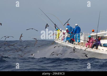 Angel-and-line-Fischerei auf Thunfisch von einem kommerziellen Thunfischboot aus, das eine Herde von gestreiften Shearwaters im Pazifischen Ozean südlich von Honshu, Japan, anzieht Stockfoto