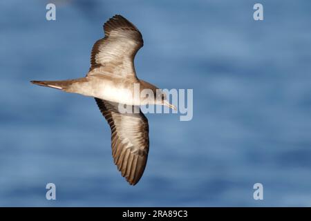 Keilschwanz-Shearwater (Puffinus pacificus), Unteransicht eines einzelnen Vogels im Tiefflug über dem blauen Ozean, Bonin-Inseln, Japan (Nordpazifik) Stockfoto