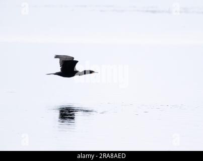 Doppelte crested Kormoran im Flug Stockfoto