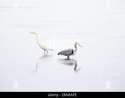 Großer blauer Reiher und großer Egret Stockfoto