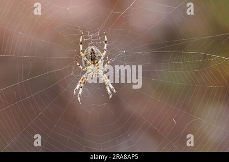 Europäische Gartenspinne [ Araneus diadematus ] von der Unterseite im Web Stockfoto