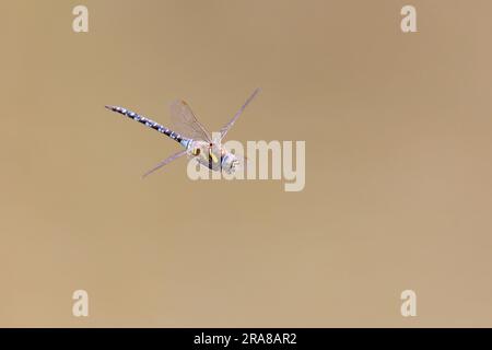 Südliche Hawker-Libelle (Aeshna cyanea) im Flug Stockfoto