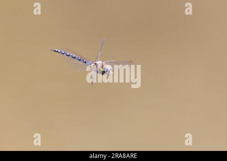 Südliche Hawker-Libelle (Aeshna cyanea) im Flug Stockfoto
