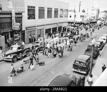 Eureka, Kalifornien: ca. 1954 Eine Kleinstadtparade durch Euraka mit Ziegen, Hunden, Wagen und Kindern. Stockfoto