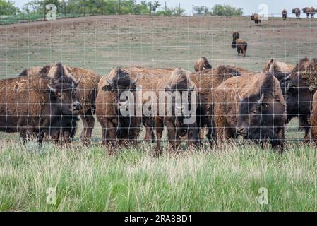 Eine Herde von Prärie-Bisons, die auf einer Weide in Saskatchewan, Kanada weiden Stockfoto