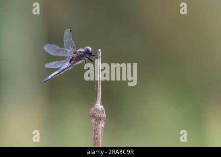 Scarce Chaser Dragonfly [ Libellula fulva ] auf Rush Seed Head stem in Somerset, Großbritannien Stockfoto