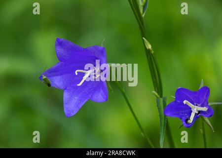 Eine Blume aus Campanula persicifolia, der pfirsichblättrigen Glockenblume Stockfoto