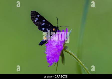 Die neunfleckige Motte oder der gelbe gürtelburnet (Amata phegea, vormals Syntomis phegea) Stockfoto