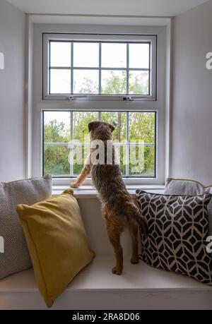 Border Terrier schaut aus dem Fenster Stockfoto