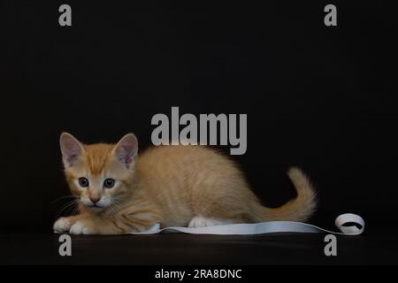 Ginger Kitten spielt mit dem Materialstreifen auf schwarzem Hintergrund Stockfoto