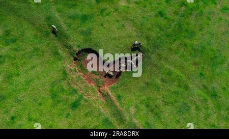 Luftaufnahme einer Gruppe von Kühen auf der grünen Wiese. Draufsicht auf eine Herde Kühe, die auf einer Weide weiden. Stockfoto