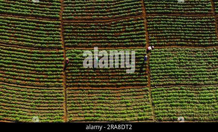 Luftaufnahme von Landwirten, die auf einem chinesischen Kohlfeld oder einer Erdbeerfarm arbeiten, landwirtschaftlichen Pflanzenfeldern mit Berghügeln in Asien. Gemüsefarm an Stockfoto