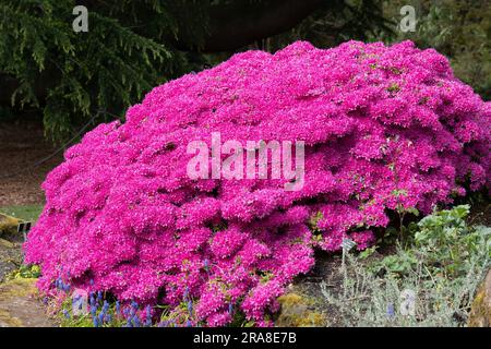 Rhododendron „Hatsu-giri“ blühende Frühlingsblumen in der Familie Ericaceae, Royal Botanic Garden Edinburgh, Stadt Edinburgh, Schottland, Großbritannien. Stockfoto