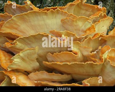 Riesenpolypore (Meripilus giganteus), Riesenporling auf Eiche Stockfoto