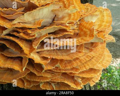 Riesenpolypore (Meripilus giganteus), Riesenporling auf Eiche Stockfoto