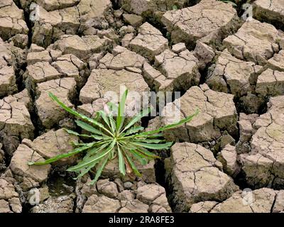 Risse in der vertrockneten Erde, große Dürre, Unkraut verblasst nicht Stockfoto