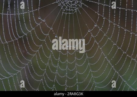 Tropen im Spinnennetz Stockfoto