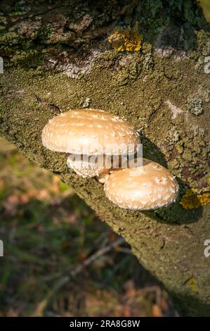 Gelbes Regal oder Halterung Pilze wachsen auf einem Baumstamm mit Moos und Flechten bedeckt Stockfoto