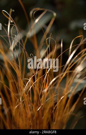 Buchananii - Fox Red Sedge (Carex) Leatherleaf Sedge Stockfoto
