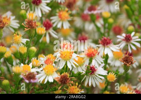 Erica Aster - Aster ericoides „Snow Fir“ Stockfoto