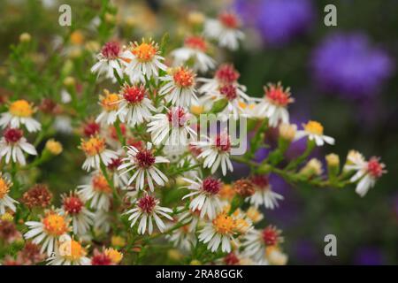 Erica Aster - Aster ericoides „Snow Fir“ Stockfoto