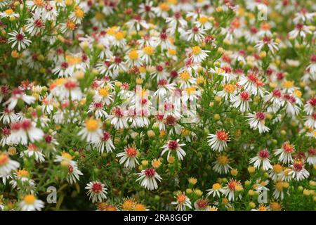 Erica Aster - Aster ericoides „Snow Fir“ Stockfoto