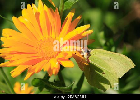 Zitronenschmetterling — Gonepteryx rhamni (Synonym — Gonopteryx rhamni) Stockfoto