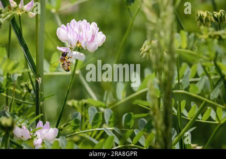 Eine wild wet Biene Nahrungssuche auf einem pink clover Blume und sammeln Pollen Stockfoto